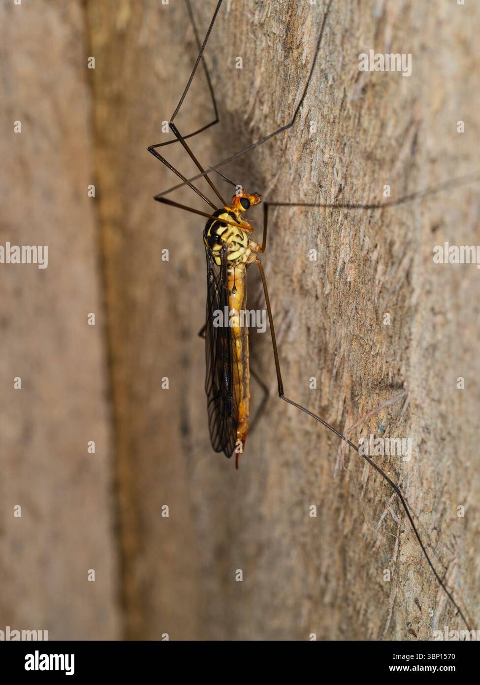 Adulte beaucoup de tigres bagués cranefly, Nephrotoma flavipalpis, reposant sur une clôture dans un jardin britannique Banque D'Images