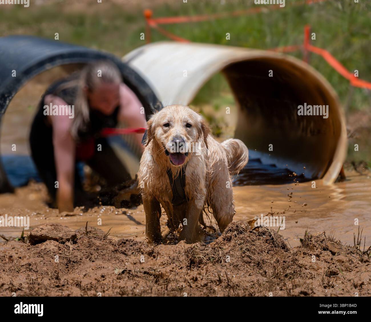 Golden retriever debout dans la boue profonde de la cheville lors d'une course d'obstacles de chien Banque D'Images
