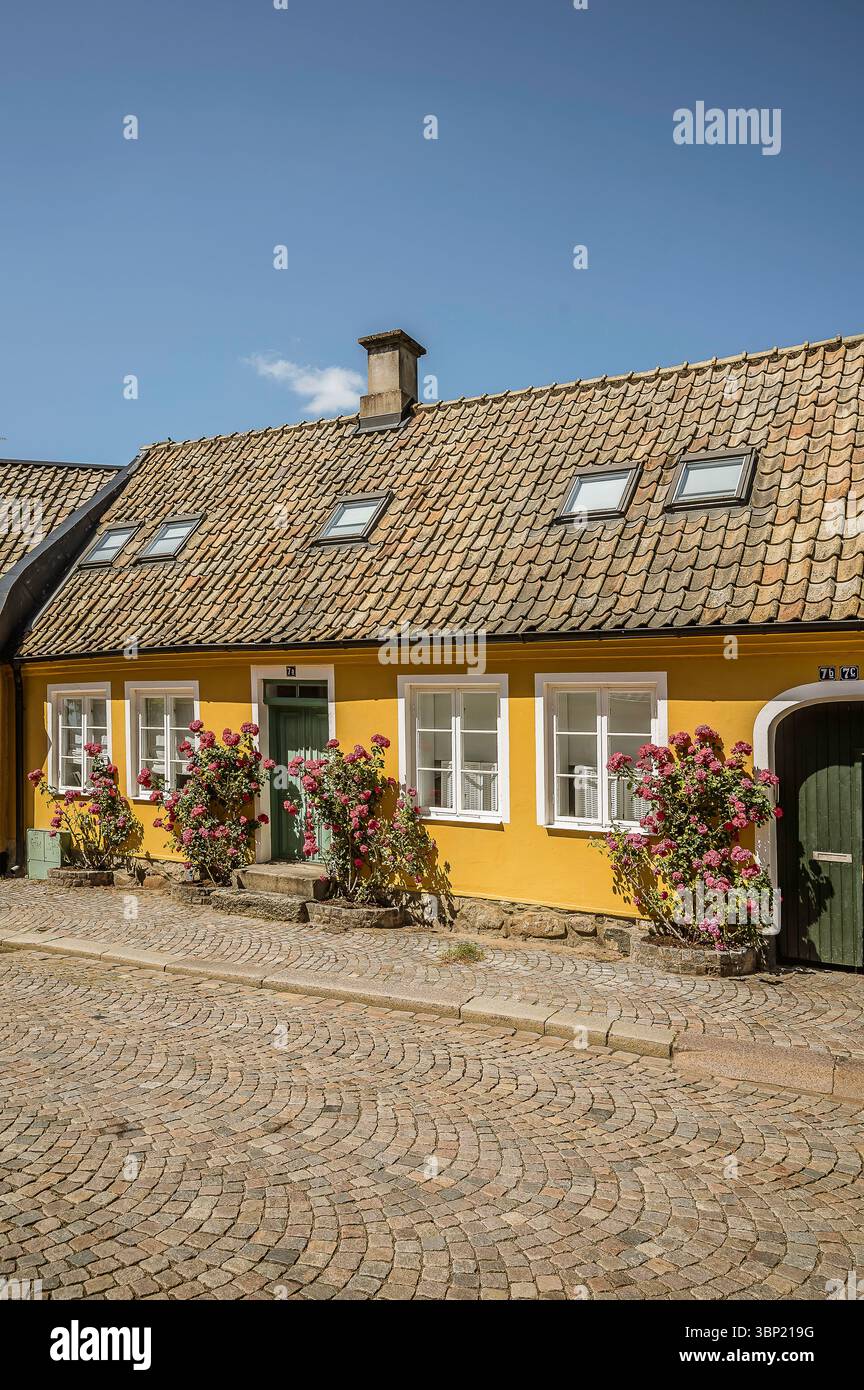 Charmante maison jaune avec fleurs de roses sur pavé Adelgatan à Lund, Suède, une rue d'été pittoresque, 30 juin 2025 Banque D'Images