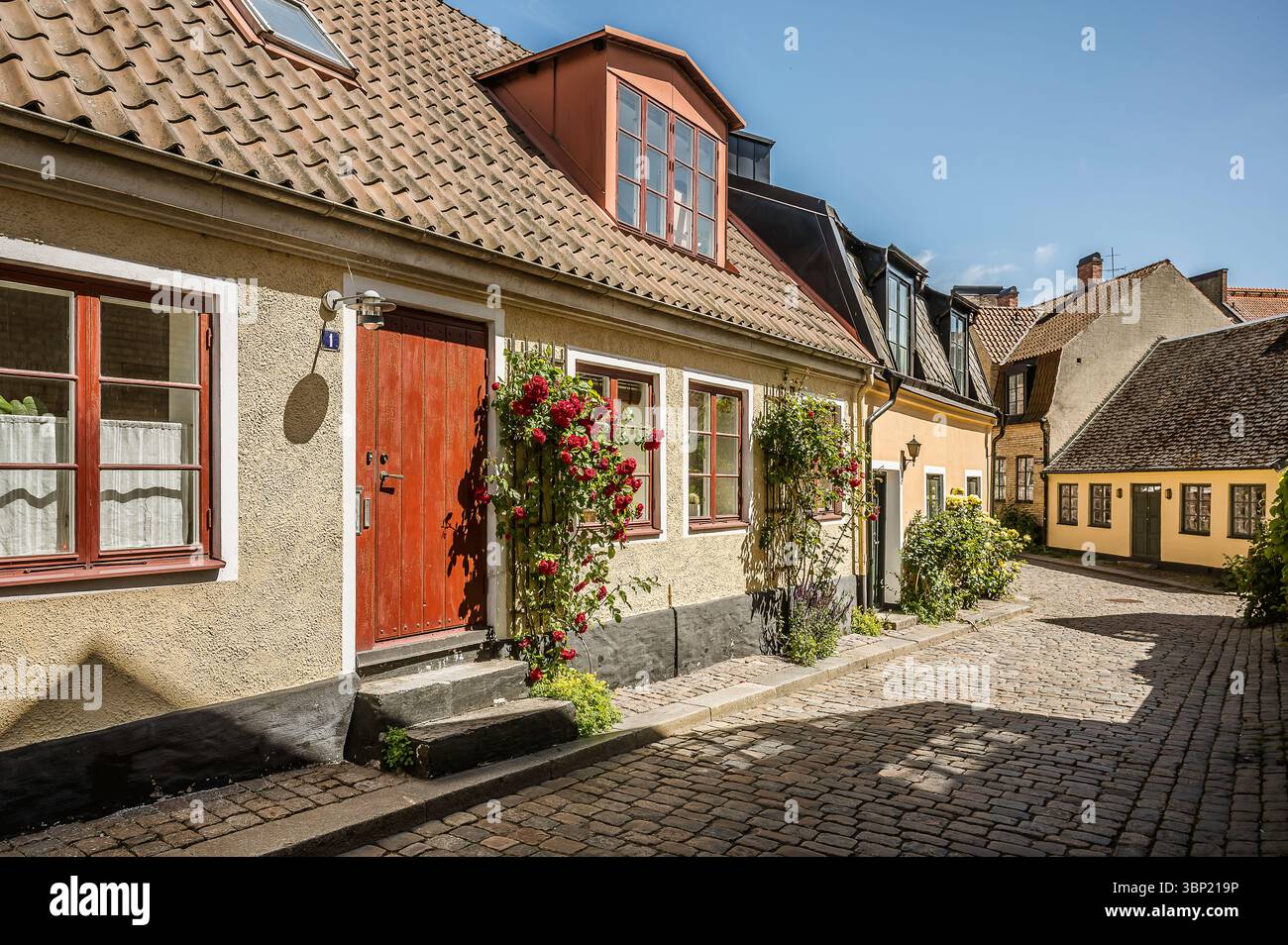 Charmante maison jaune avec fleurs de roses sur pavé Adelgatan à Lund, Suède, une rue d'été pittoresque dans la vieille ville, 30 juin 2025 Banque D'Images