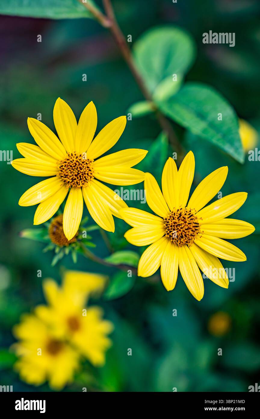 Deux tournesols vivaces jaune vif (Heliopsis) en pleine floraison. Gros plan dans les jardins du château de Leeds, Kent, Royaume-Uni Banque D'Images