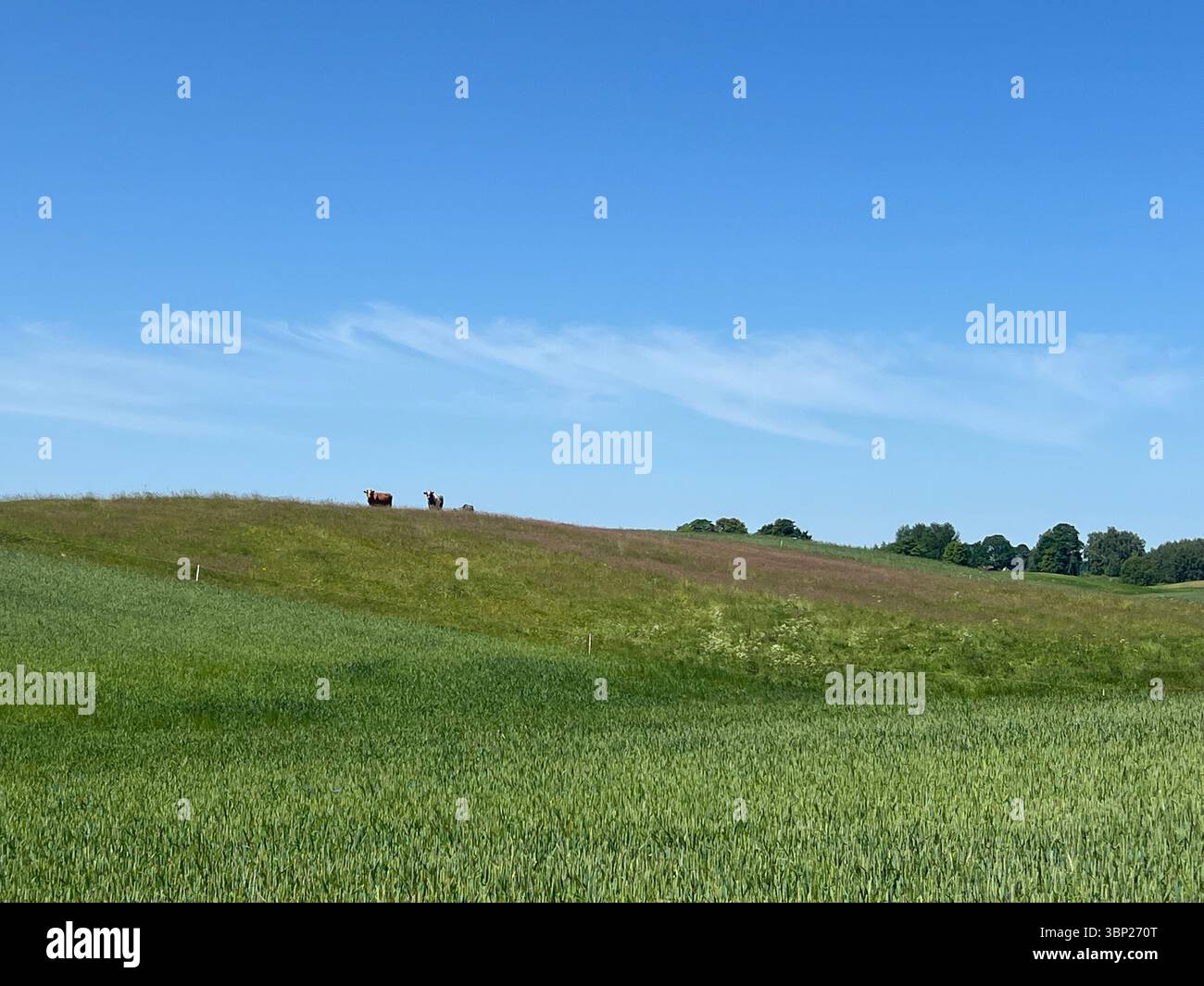 Pâturage des vaches sur une colline lointaine en été - Image de stock capturée avec un smartphone