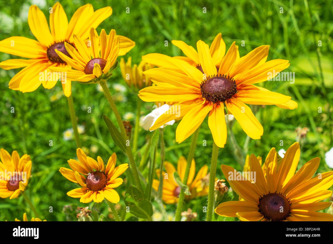 Susan aux yeux noirs, Rudbeckia hirta en pleine bllom au début de l'été dans un parc à Windsor Ontario Canada. Banque D'Images