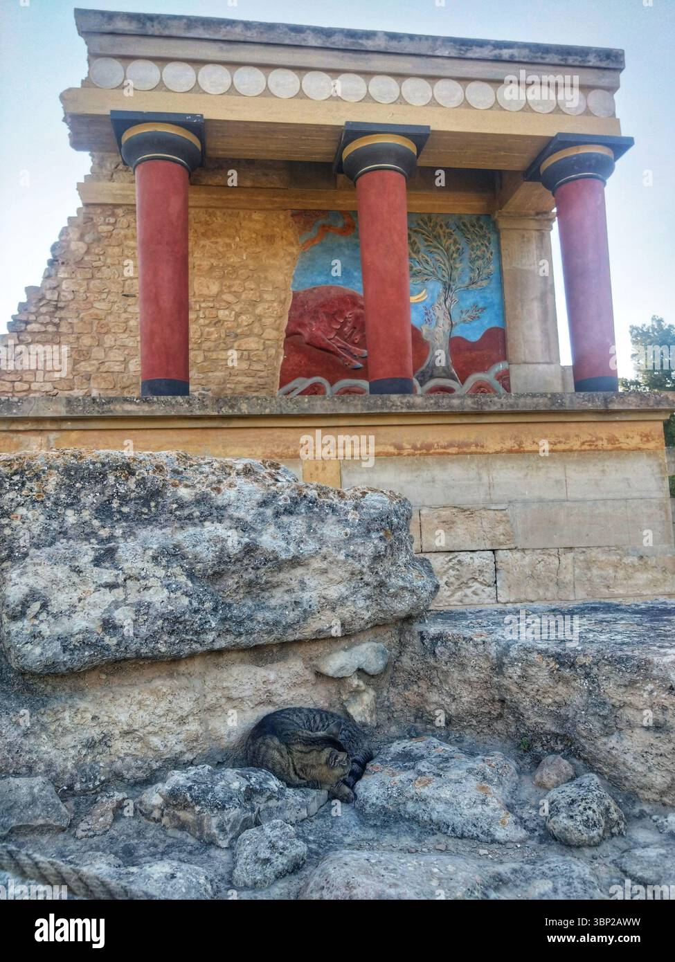 Un chat tabby dort parmi les ruines près de la fresque reconstruite et des colonnes rouges du palais de Knossos, en Crète, en Grèce. 18 mai 2025. Usage éditorial exclusif. Banque D'Images