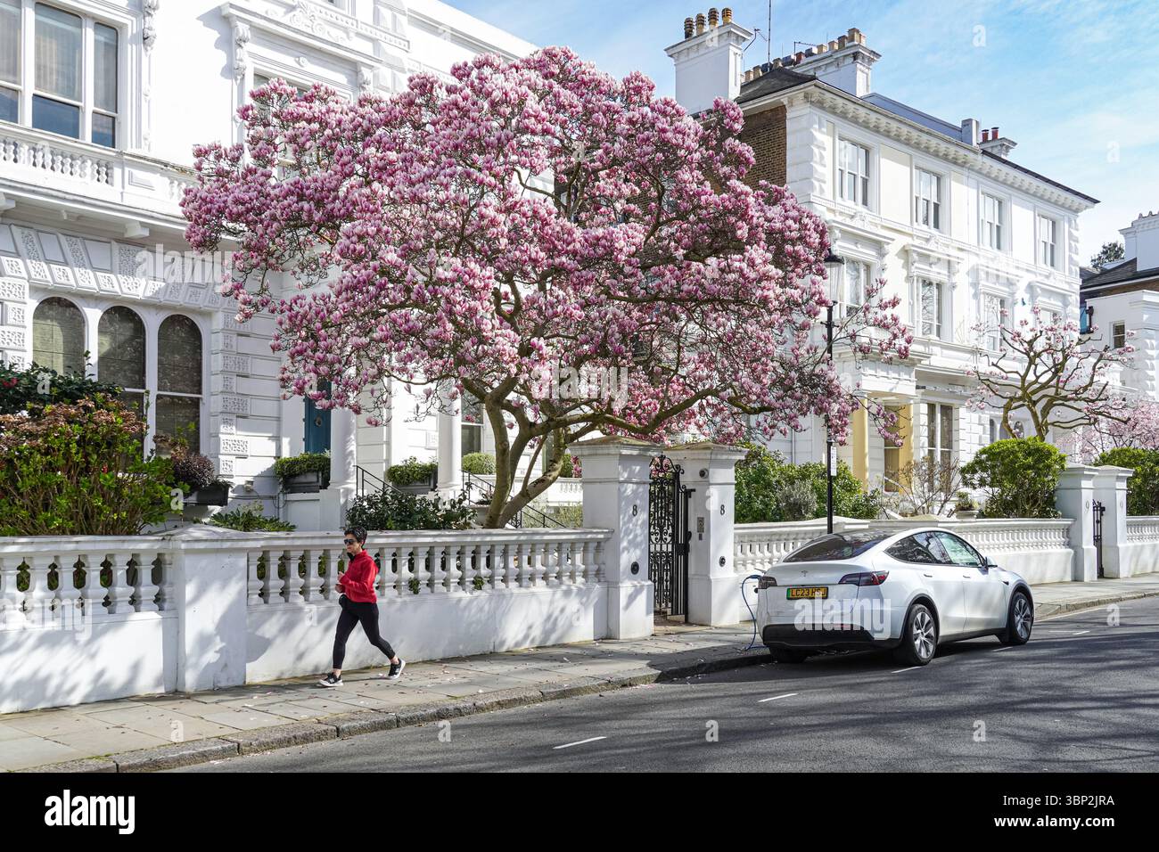 Magnolia en pleine floraison dans South Kensington, Londres, Angleterre, Royaume-Uni, Royaume-Uni Banque D'Images