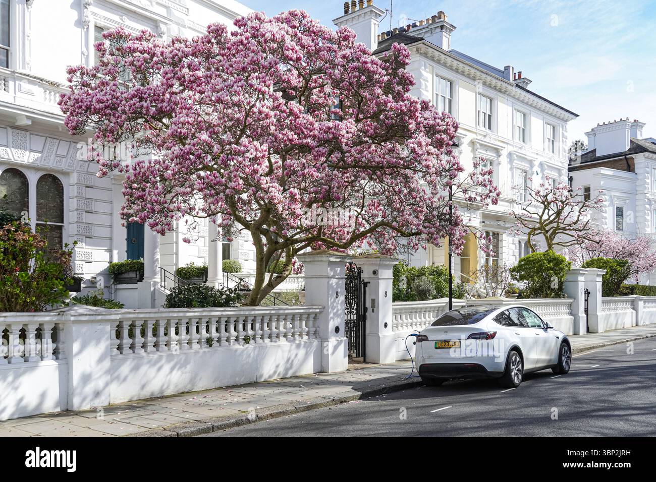 Magnolia en pleine floraison dans South Kensington, Londres, Angleterre, Royaume-Uni, Royaume-Uni Banque D'Images