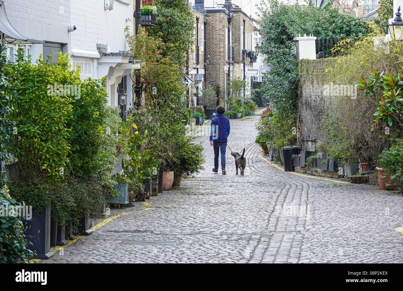 Propriétés résidentielles sur Kynance Mews pavés à South Kensington, Londres Angleterre Royaume-Uni Banque D'Images