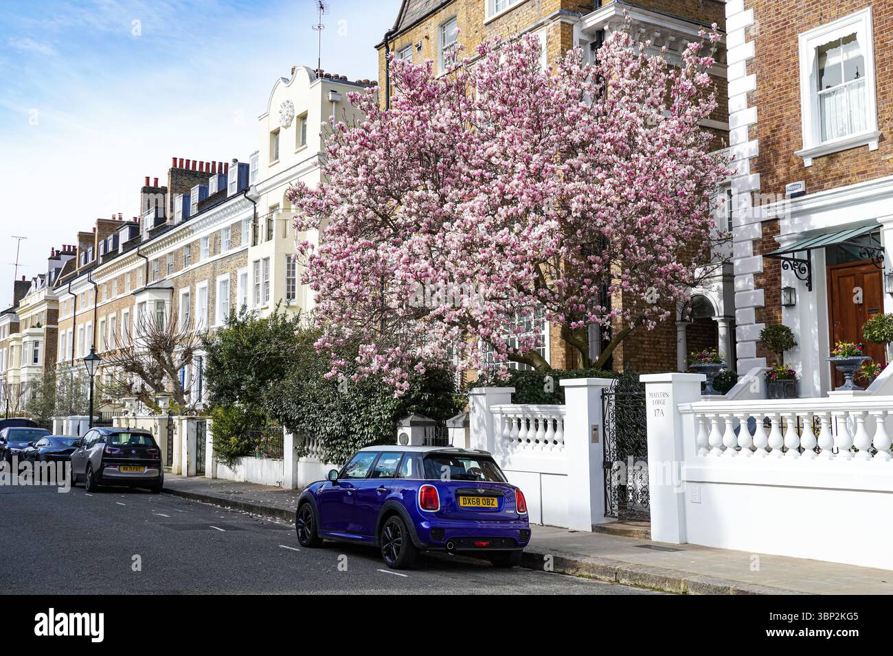 Arbre de magnolia fleuri à Kensington, Londres, Angleterre, Royaume-Uni, Royaume-Uni Banque D'Images