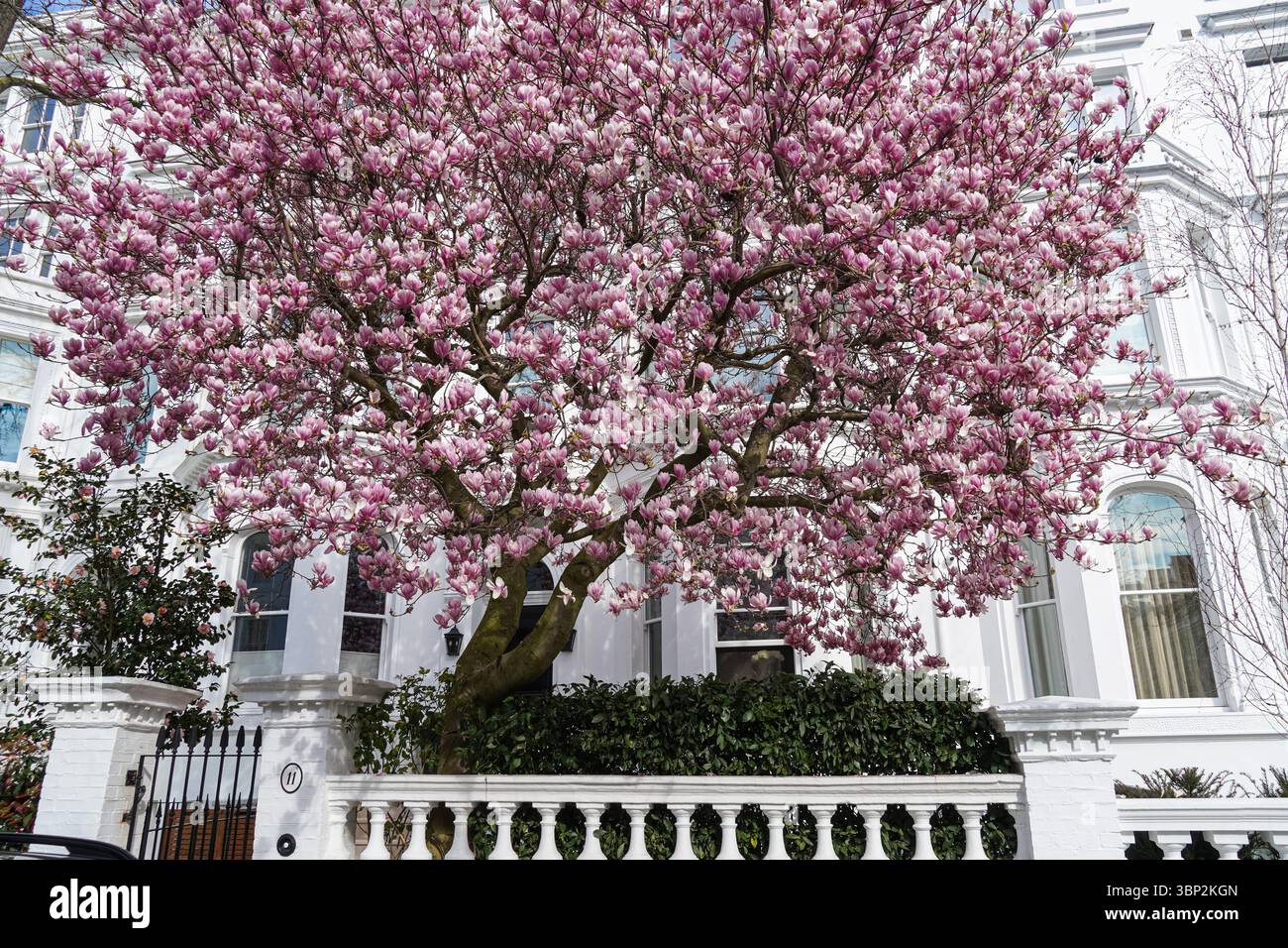 Arbre de magnolia fleuri à Kensington, Londres, Angleterre, Royaume-Uni, Royaume-Uni Banque D'Images
