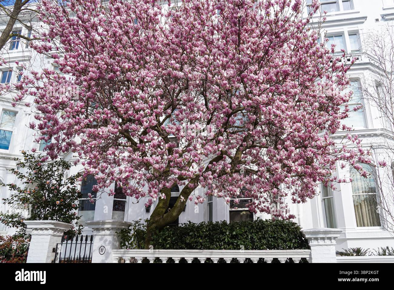 Arbre de magnolia fleuri à Kensington, Londres, Angleterre, Royaume-Uni, Royaume-Uni Banque D'Images