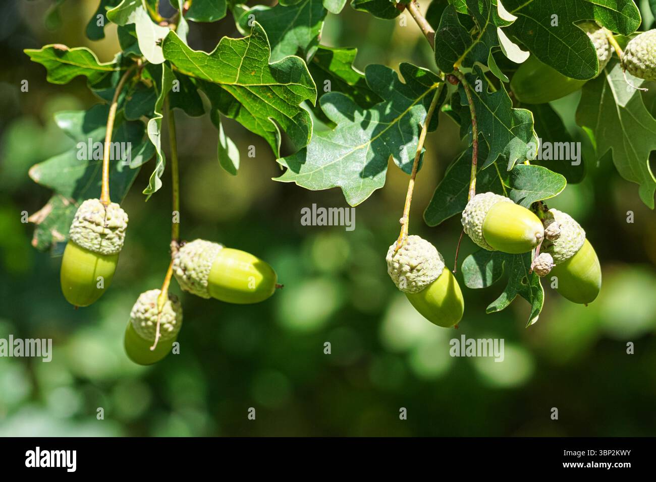 Glands sur un chêne Banque D'Images