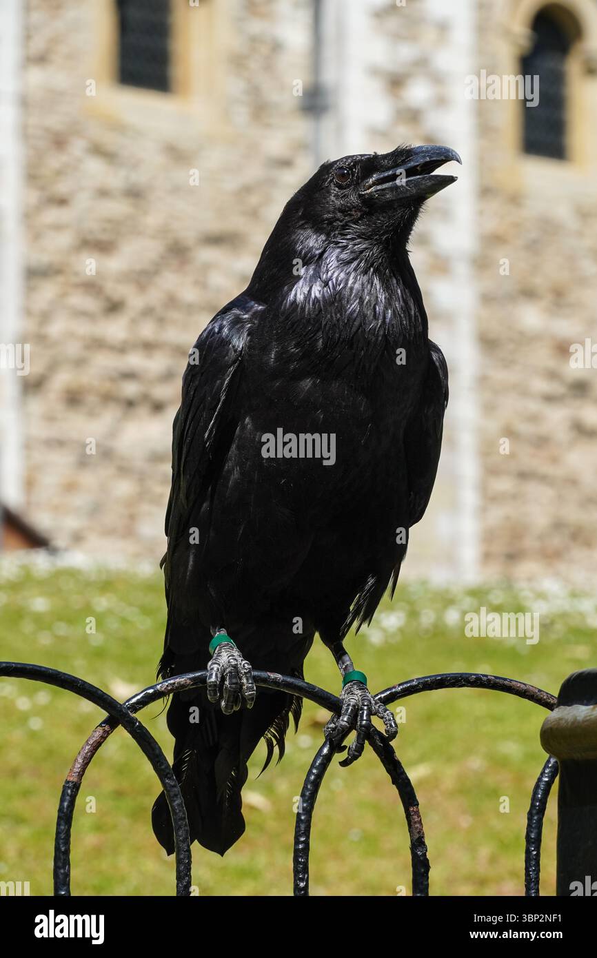 Raven à la Tour de Londres, Londres Angleterre Royaume-Uni Banque D'Images