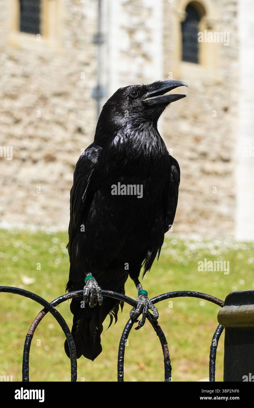 Raven à la Tour de Londres, Londres Angleterre Royaume-Uni Banque D'Images