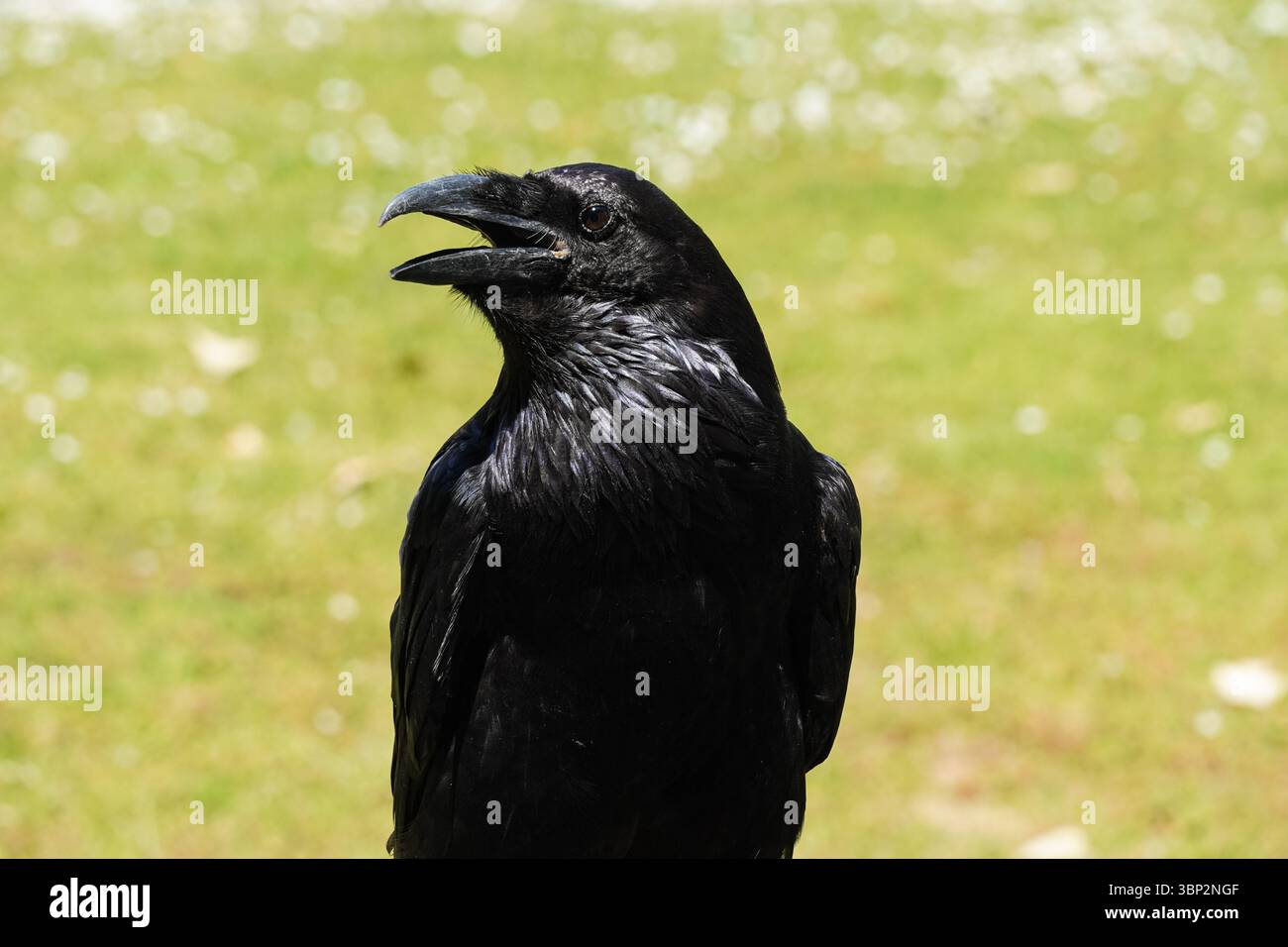 Raven à la Tour de Londres, Londres Angleterre Royaume-Uni Banque D'Images