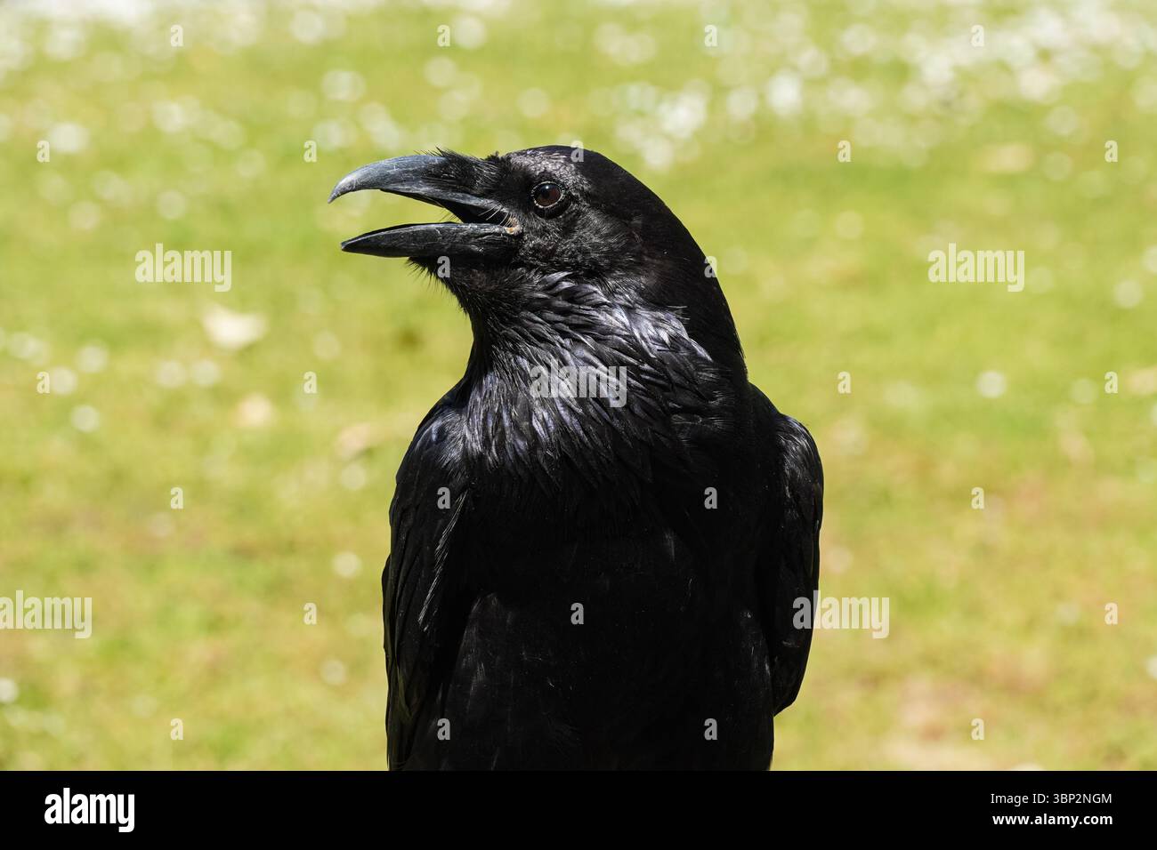 Raven à la Tour de Londres, Londres Angleterre Royaume-Uni Banque D'Images