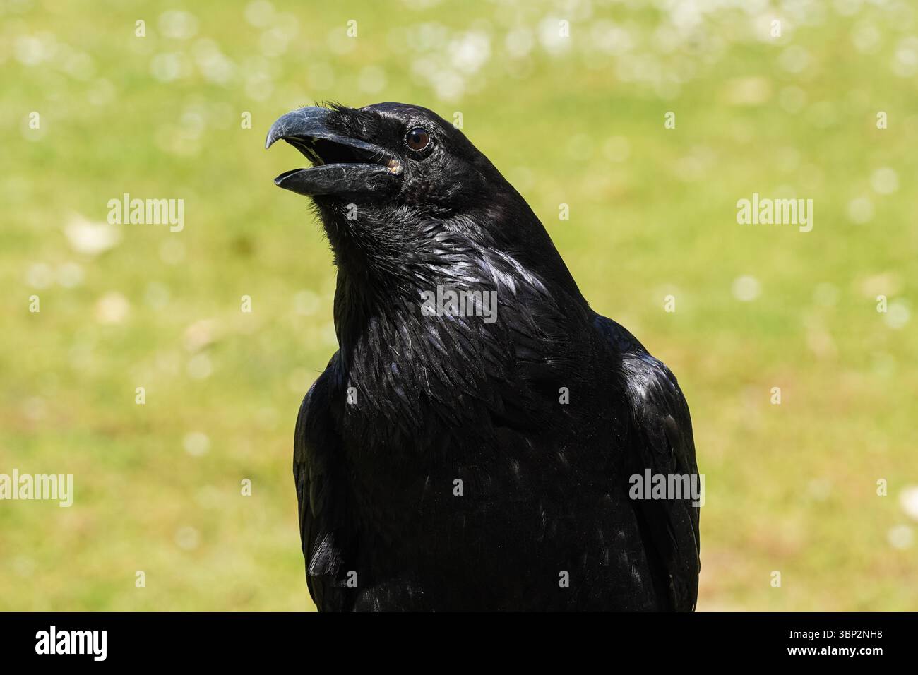 Raven à la Tour de Londres, Londres Angleterre Royaume-Uni Banque D'Images