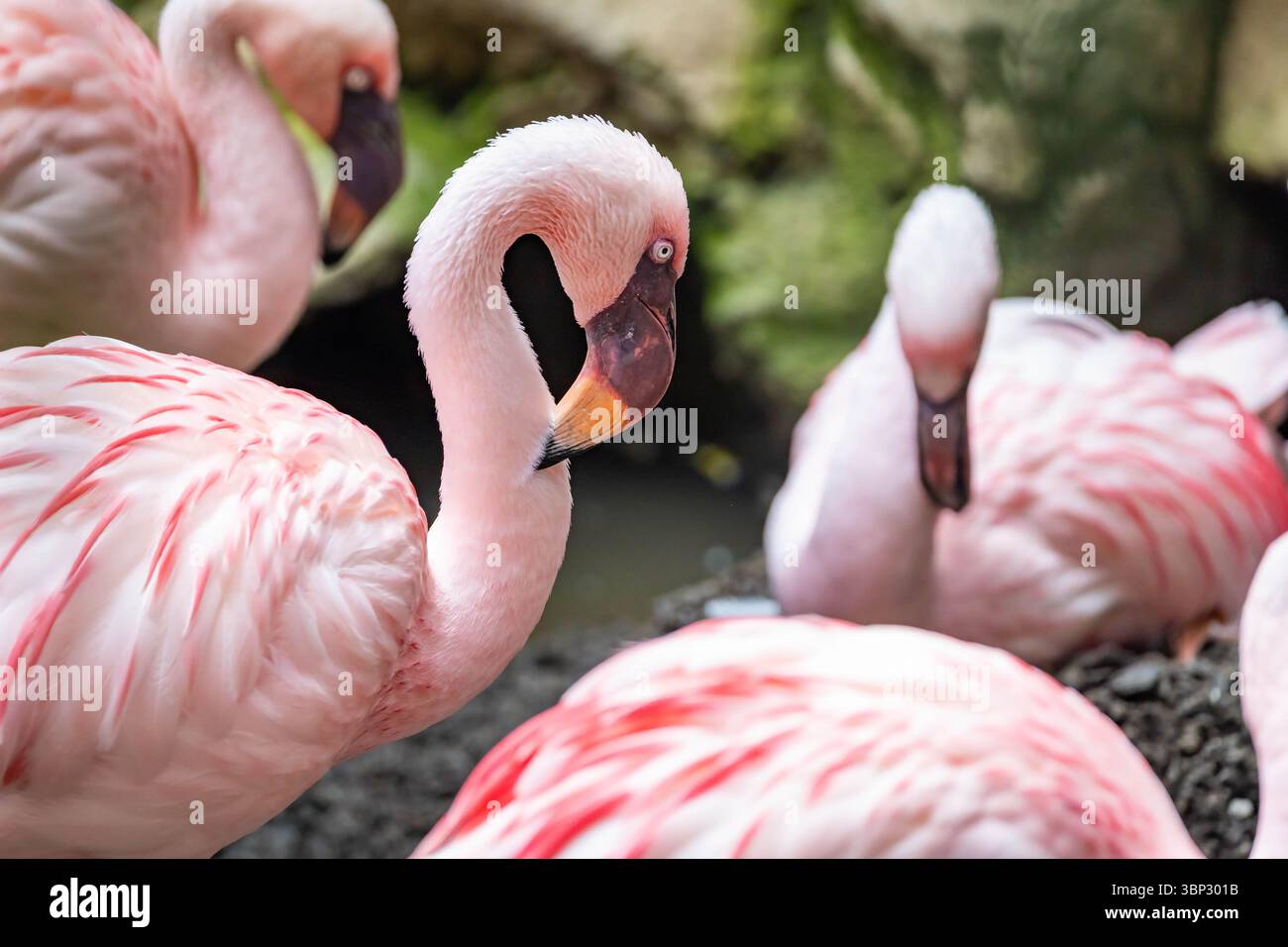 Un gros plan époustouflant d'un magnifique troupeau de flamants roses, mettant en valeur leur plumage rose éclatant et leurs formes élégantes Banque D'Images