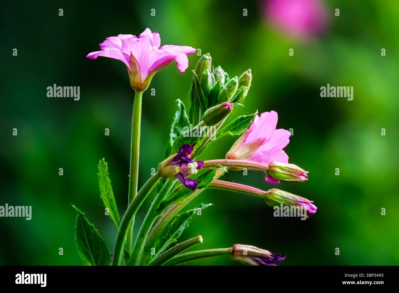 Gros plan d'un grand Willowherb rose, Bedworth Sloughs, Warwickshire juillet 2025 Banque D'Images