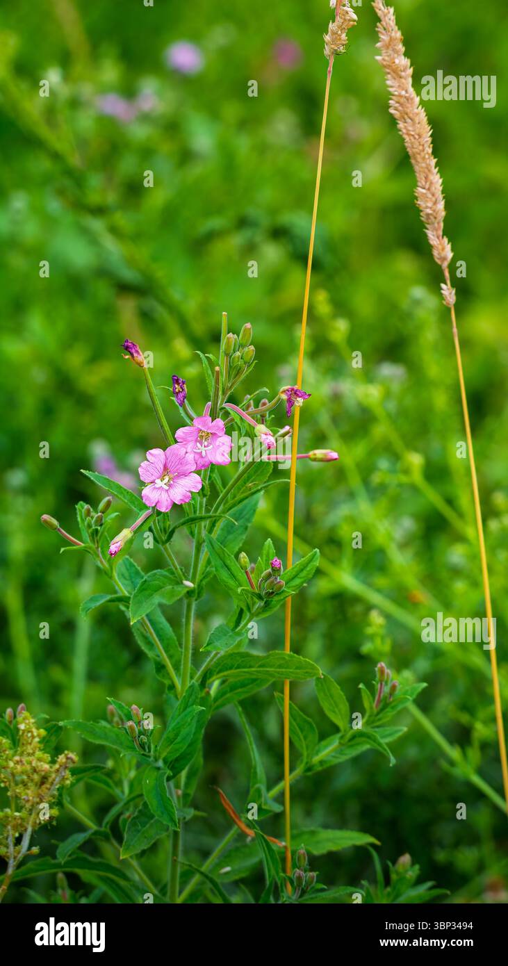 Gros plan d'un grand Willowherb rose, Bedworth Sloughs, Warwickshire juillet 2025 Banque D'Images
