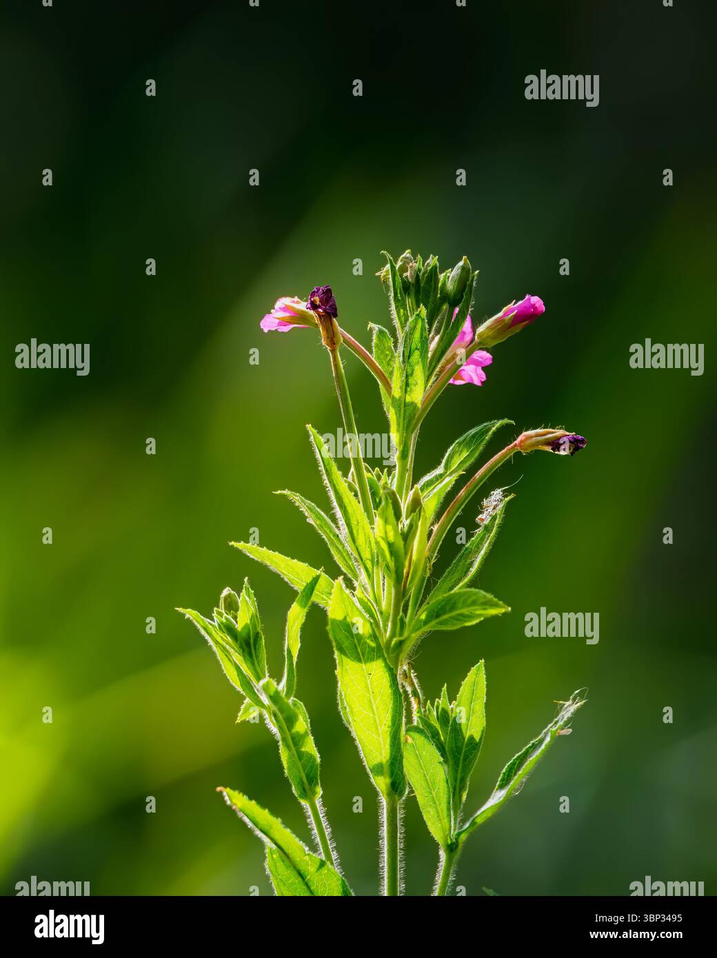 Gros plan d'un grand Willowherb rose, Bedworth Sloughs, Warwickshire juillet 2025 Banque D'Images