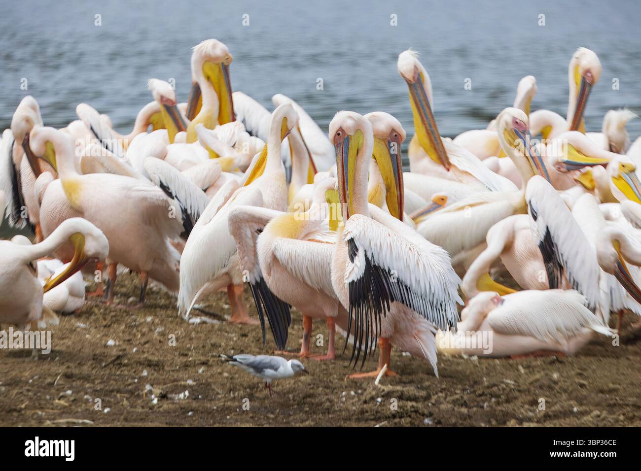 Un grand groupe de grands pélicans blancs pataugent dans les eaux du parc national du lac Nakuru au Kenya, en Afrique. Banque D'Images