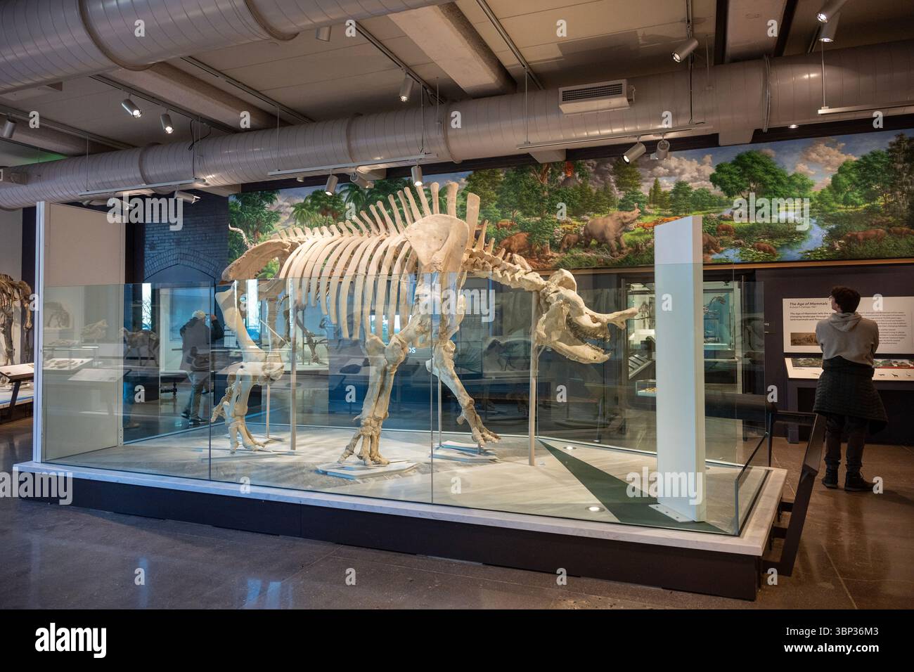Megacerops, une imposante « bête du tonnerre » qui parcourait autrefois l'actuel Dakota du Sud, l'un des nombreux montures fossiles rénovées à la vue du Peabody rénové Banque D'Images