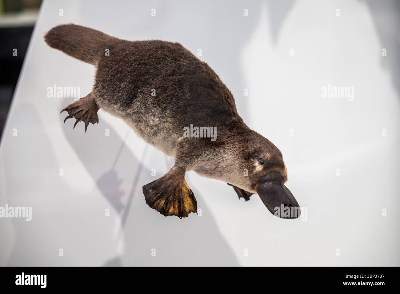 Animaux taxidermiques exposés. Ornithorynque à bec de canard. Banque D'Images