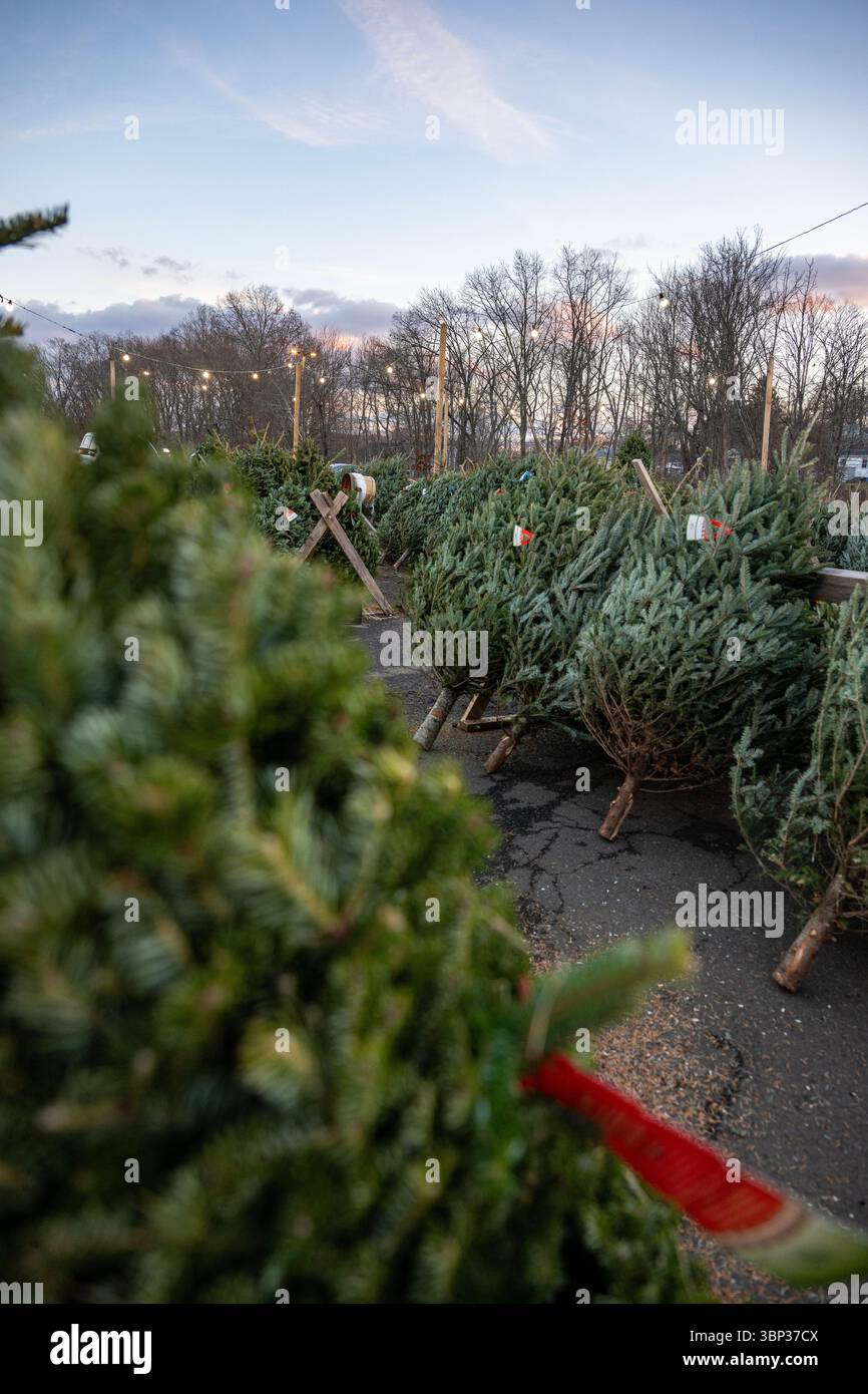 Stand de vente de sapins de Noël à West Haven, Connecticut. Banque D'Images
