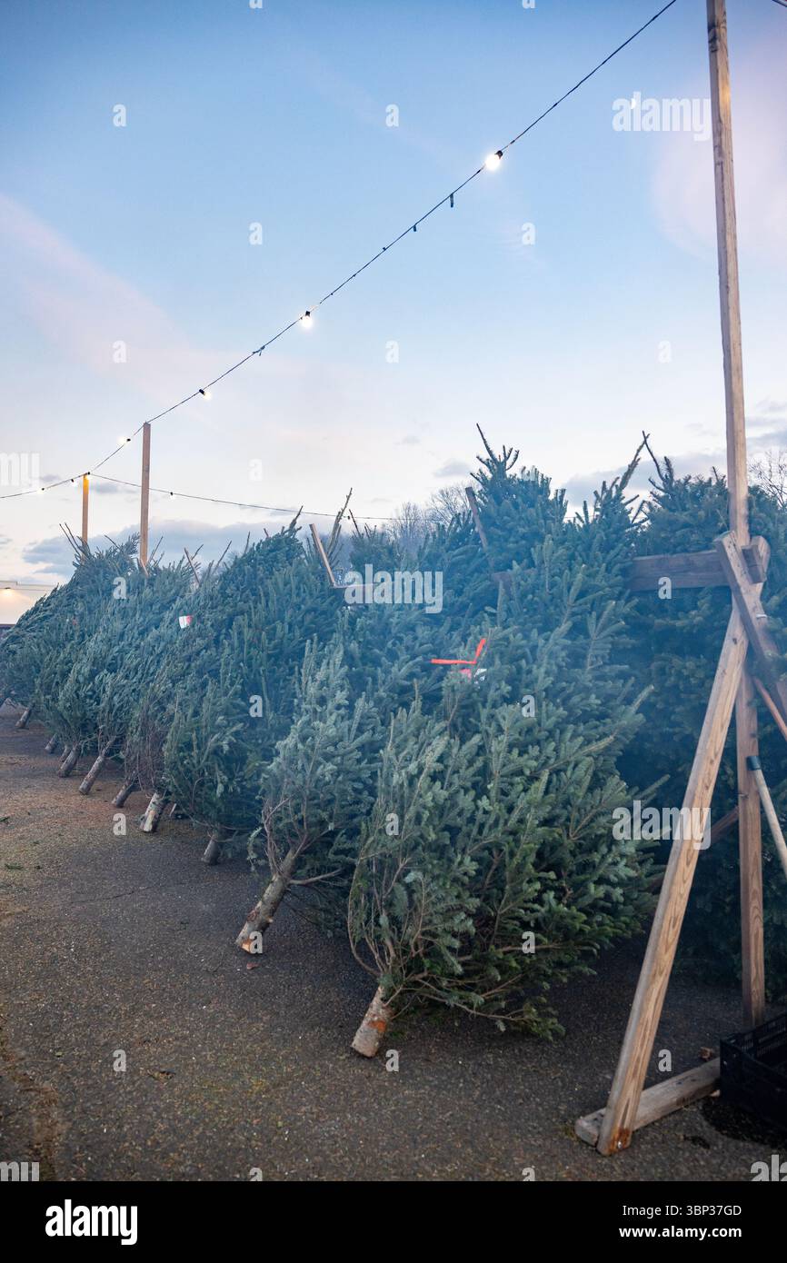 Stand de vente de sapins de Noël à West Haven, Connecticut. Banque D'Images