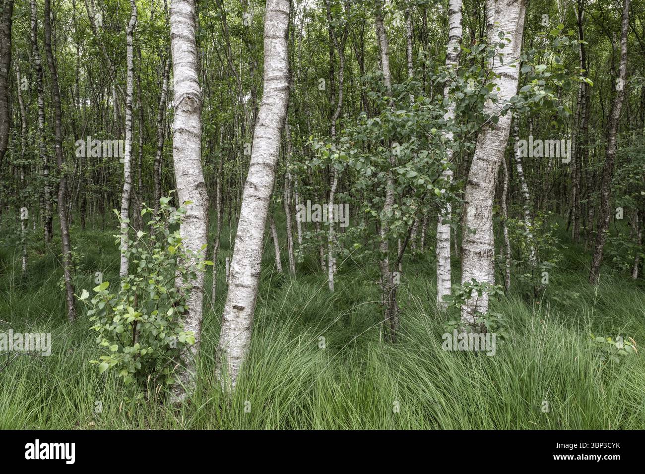 Forêt de carrières de bouleau (Betula pendula), Emsland, basse-Saxe, Allemagne, Europe Banque D'Images
