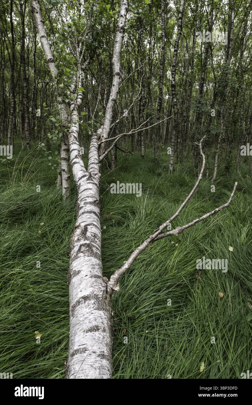 Forêt de carrières de bouleau (Betula pendula), Emsland, basse-Saxe, Allemagne, Europe Banque D'Images
