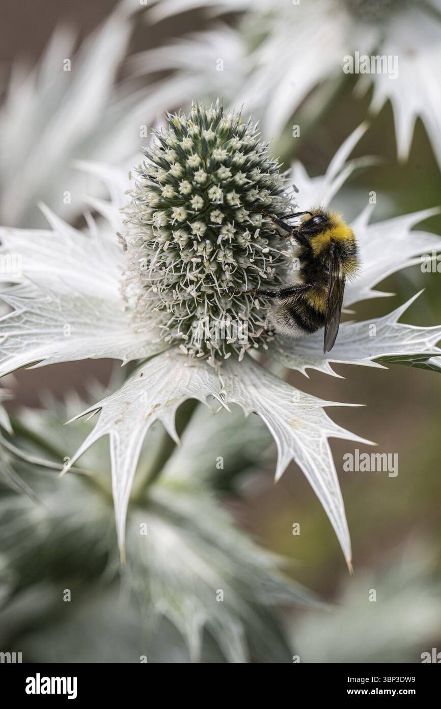 Grand bourdon de terre (Bombus terrestris) sur fumier ivoire (Eryngium giganteum), Emsland, basse-Saxe, Allemagne, Europe Banque D'Images