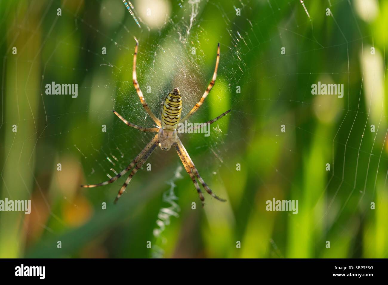 Wild Garden Spider assis dans sa toile complexe avec une vue dégagée des rayures abdominales et des marques de jambes Banque D'Images