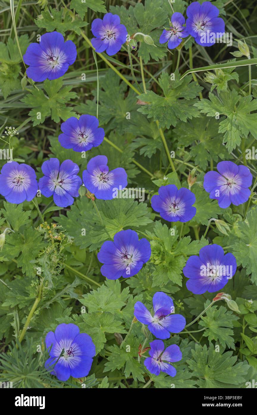 Bec de cigogne ou géraniums (germanium), Allgaeu, Souabe, Bavière, Allemagne, Europe Banque D'Images