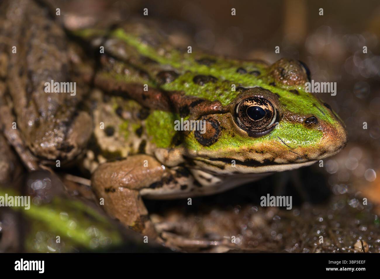 Grenouille verte camouflée dans un étang de terres humides naturelles, se fondant dans l'environnement au milieu de la végétation Banque D'Images