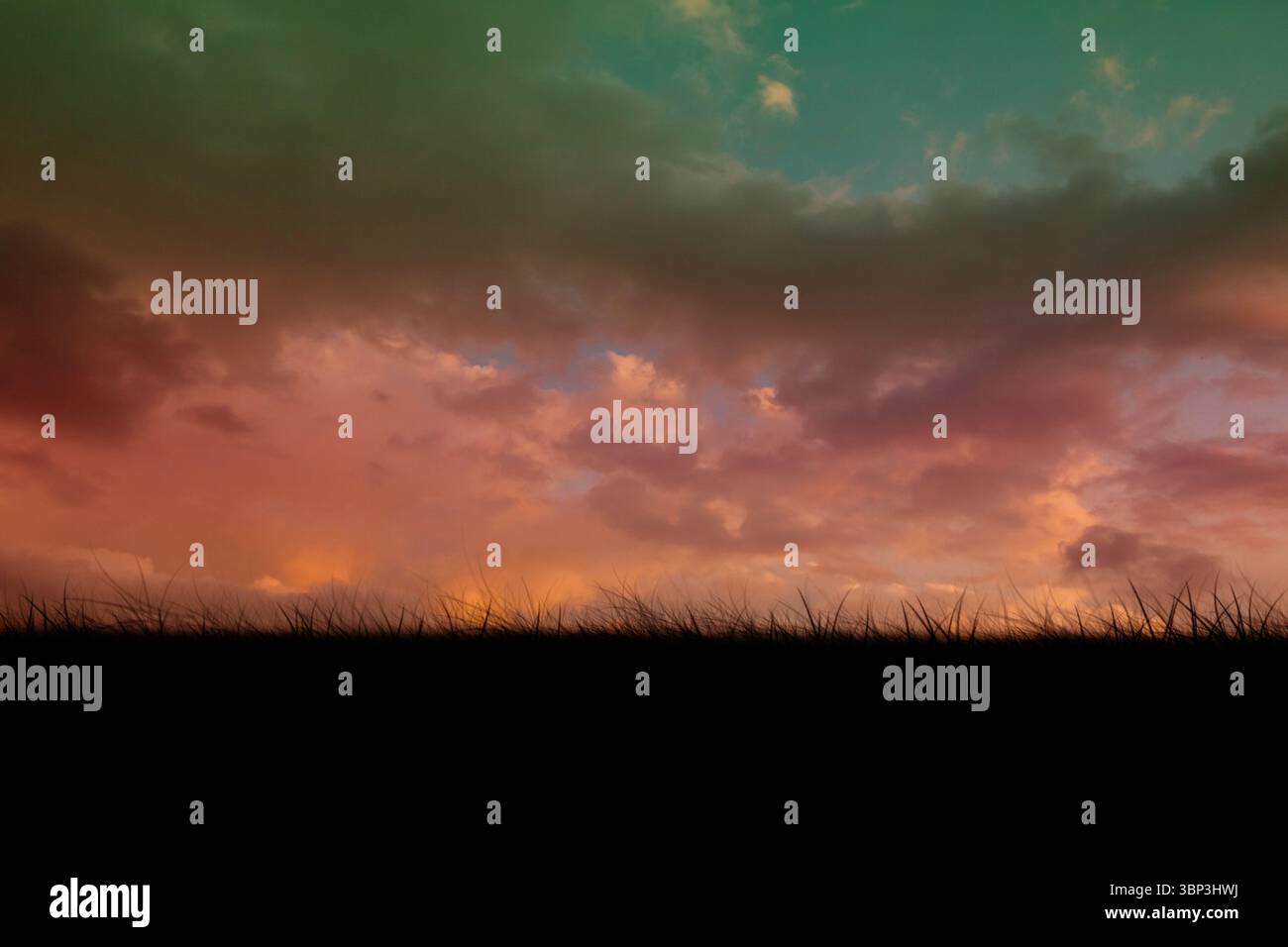 Montrant la silhouette de conception plate de grandes brins d'herbe le long de l'horizon contre un ciel coloré spectaculaire Banque D'Images