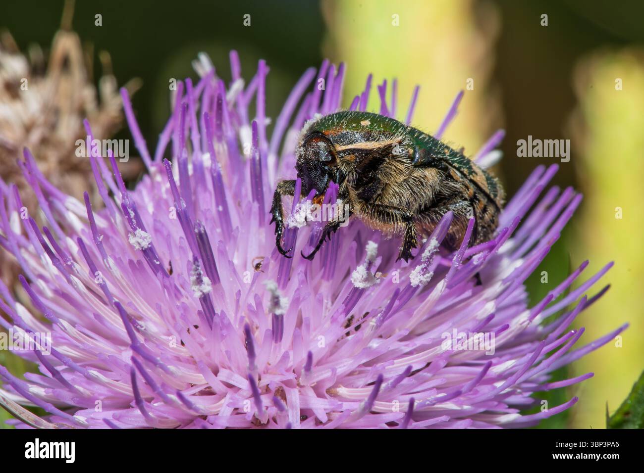 Taiwan petit coléoptère vert, Gametis forticula formosana colectante nectar d'une fleur Banque D'Images