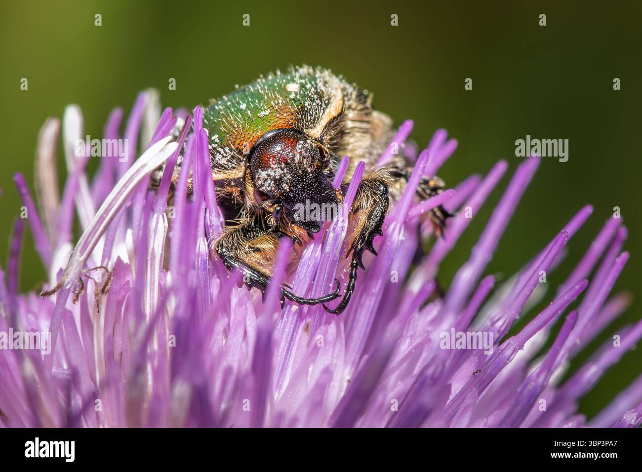 Taiwan petit coléoptère vert, Gametis forticula formosana colectante nectar d'une fleur Banque D'Images