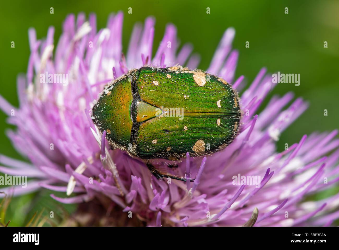Taiwan petit coléoptère vert, Gametis forticula formosana Banque D'Images