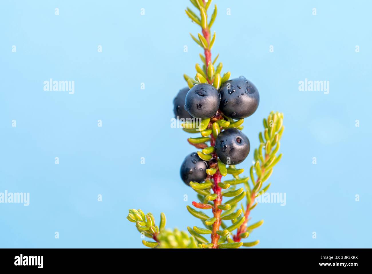 Crowberry ; Empetrum nigrum ; baies ; Écosse ; Royaume-Uni Banque D'Images