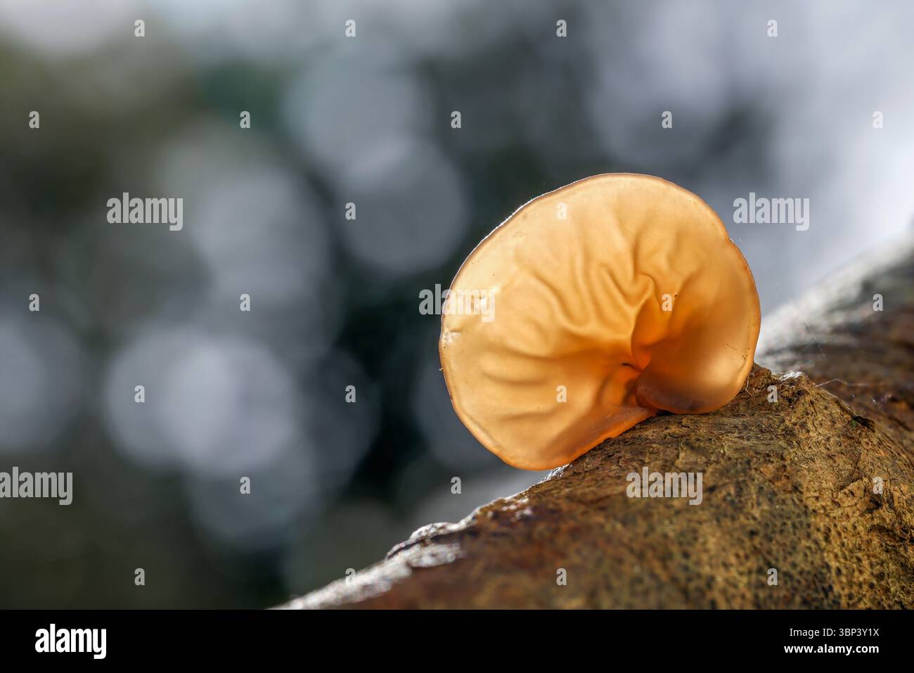 Champignon de l'oreille gelée ; Auricularia auricula-judae ; Royaume-Uni Banque D'Images