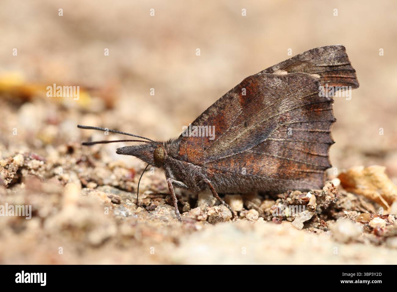 Libythea celtis papillon en vue de côté, reposant sur le sol en Corée du Sud. Connu pour ses palpes en forme de bec et ses ailes cryptiques en forme de feuilles. Banque D'Images