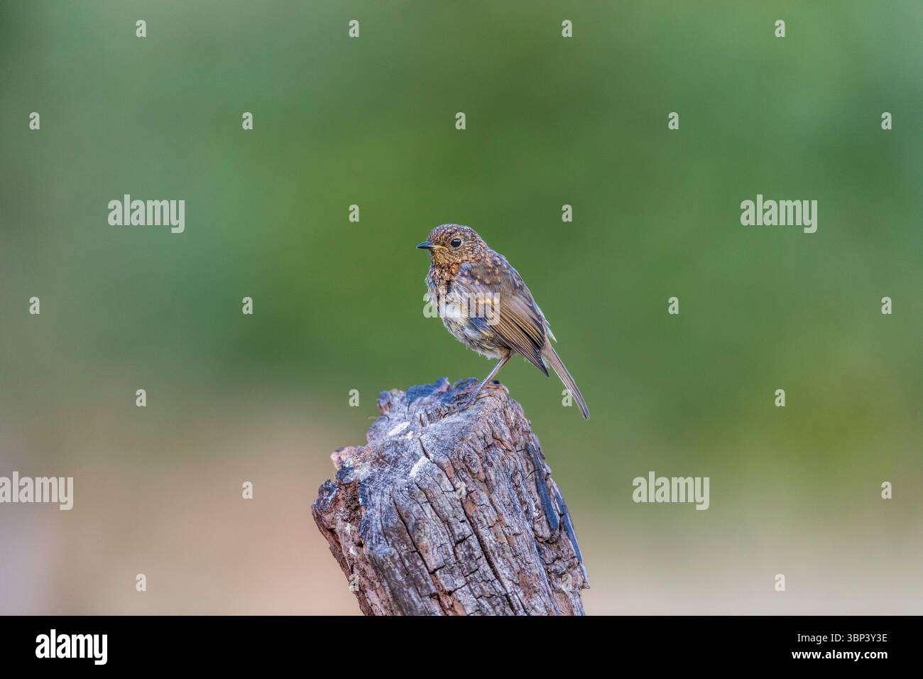 Robin Erithacus rubecula aux abords ; ; ; juvénile UK Banque D'Images