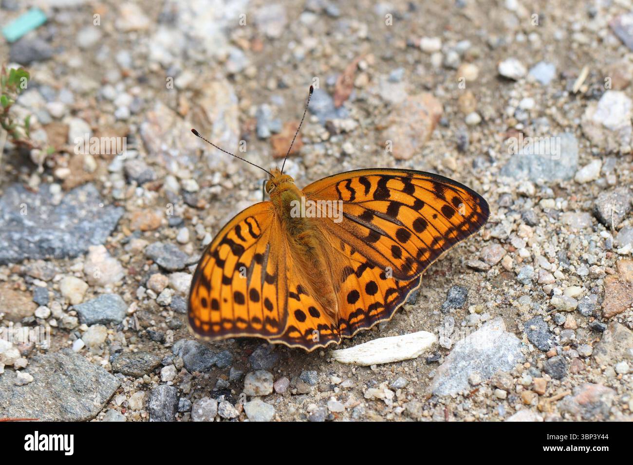 Argynnis anadyomène papillon se prélasser avec les ailes ouvertes sur le gravier en Corée du Sud. Banque D'Images