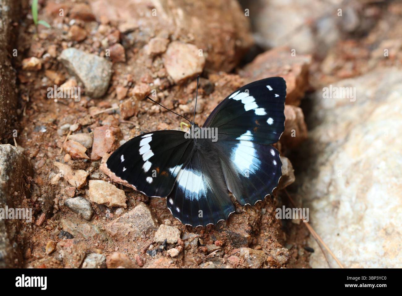 Mimathyma schrenckii (empereur de Shrenck) papillon se prélassant sur un chemin de terre en Corée du Sud. Banque D'Images