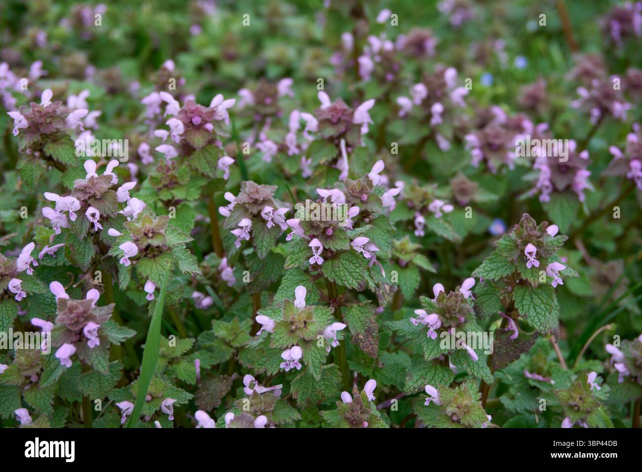 Plante de Lamium purpureum en floraison Banque D'Images