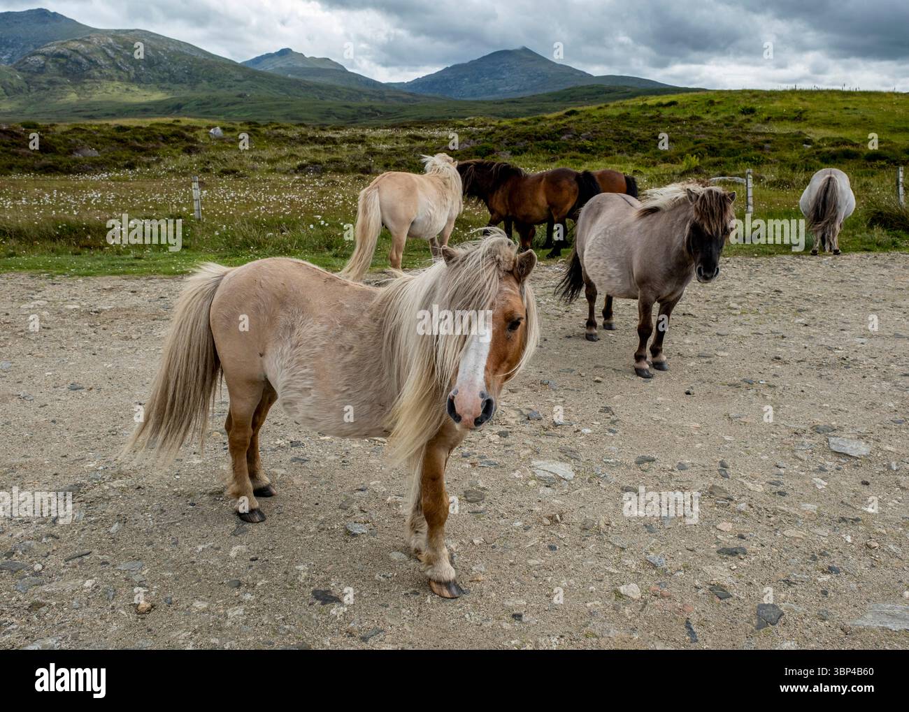 Poneys Eriskay en itinérance gratuite à la réserve naturelle nationale du Loch Druidibeg, South Uist, Écosse Banque D'Images