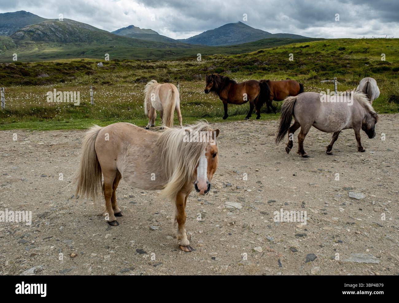 Poneys Eriskay en itinérance gratuite à la réserve naturelle nationale du Loch Druidibeg, South Uist, Écosse Banque D'Images