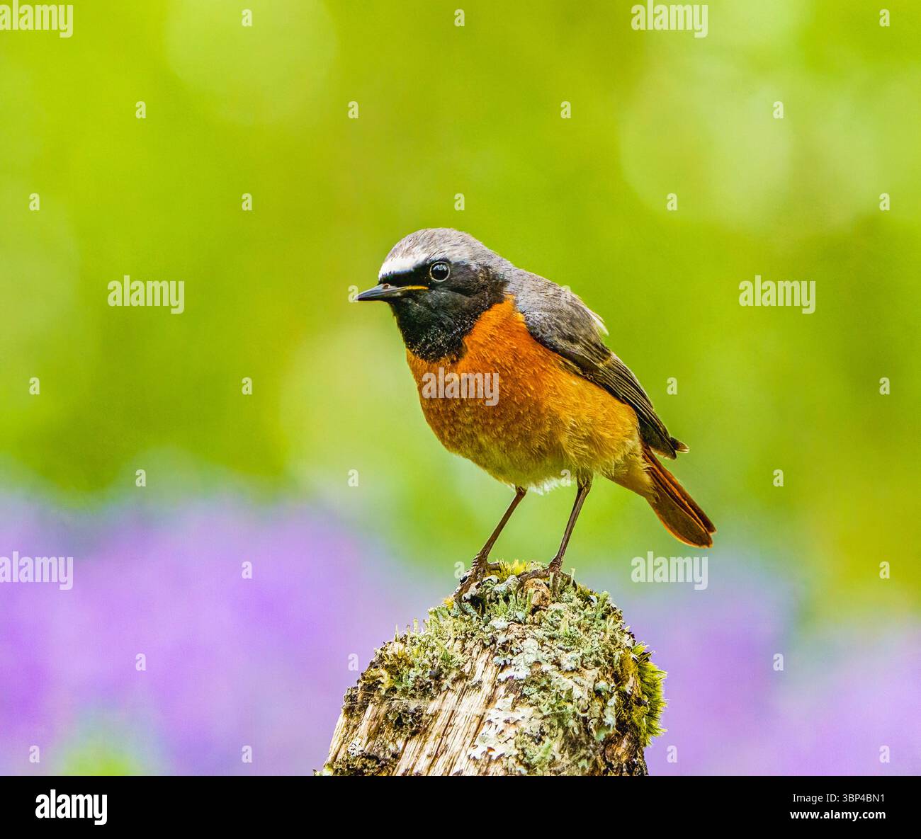 Mâle rouge-queue Banque D'Images