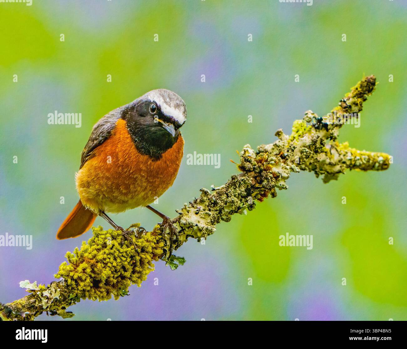 Mâle rouge-queue Banque D'Images